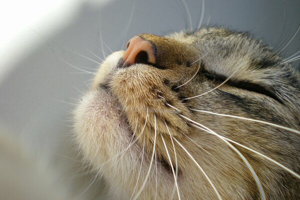 Close-up shooting of a cat s face