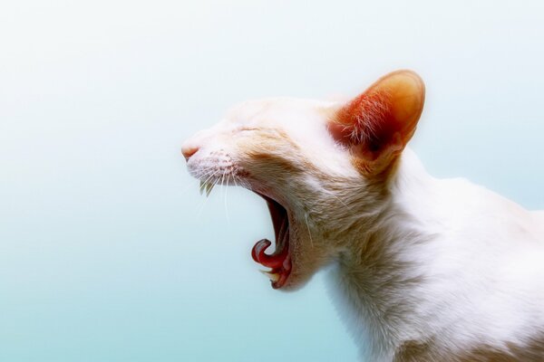 A picture of a cat with an open mouth in profile