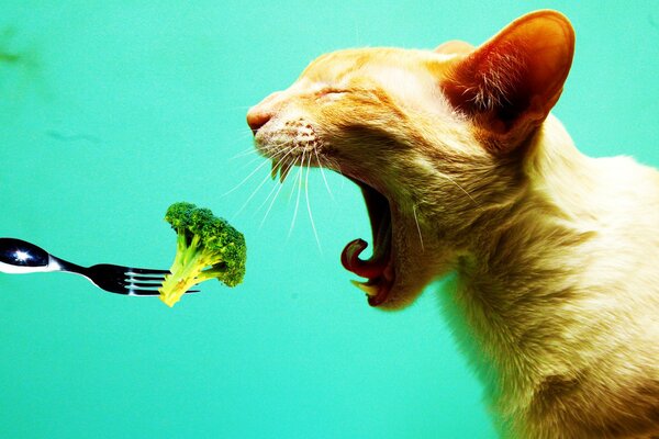 Gatto che mangia con una forchetta di broccoli