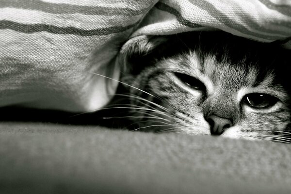 A cat under a blanket with a nice muzzle