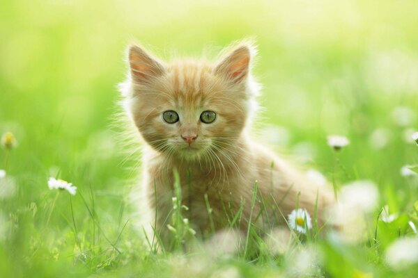 Petit chaton Rousse en été à la datcha