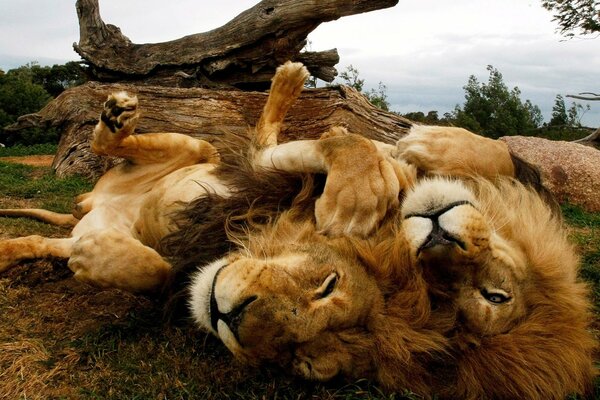 Deux lions se prélassent dans la savane