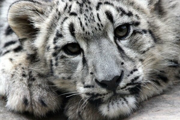 The snow leopard is hiding. Snow leopard in the wild