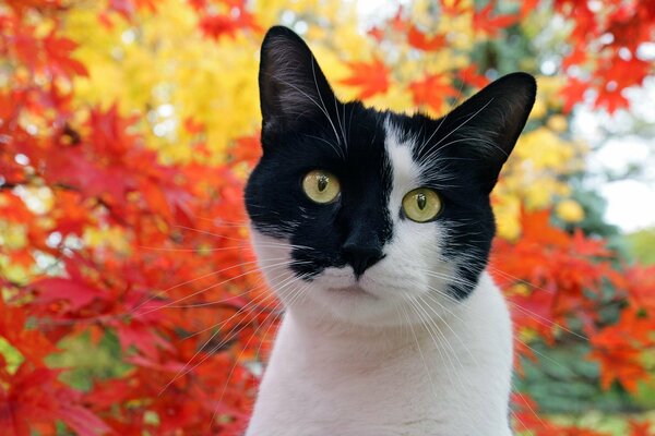 A beautiful two-tone cat on a background of yellowed trees