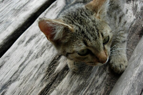 Gato gris yace en el Suelo de madera