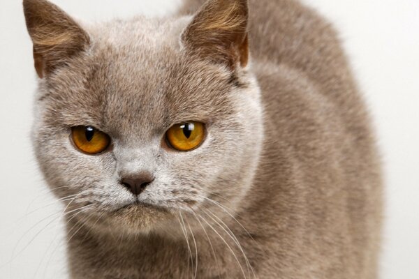 Gato peludo expresa descontento con la mirada