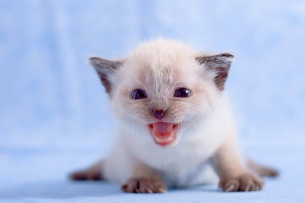 Petit chaton blanc a peur