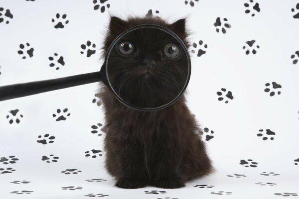 A black cat looks through a magnifying glass