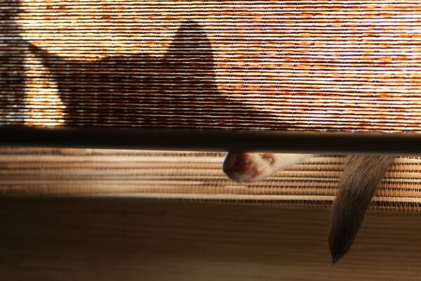 The shadow of a lazy cat that fell asleep on the windowsill