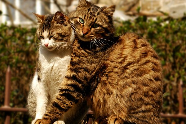 Gatos de primavera