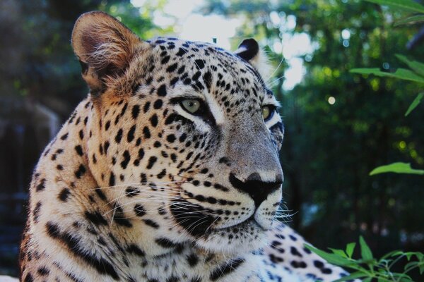 The leopard sits gracefully on the bed