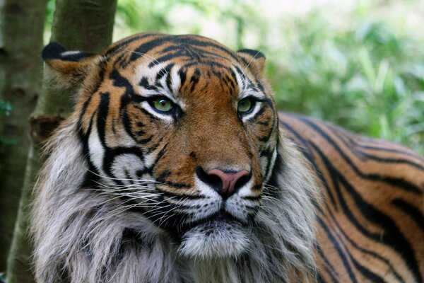 A handsome tiger with a serious look