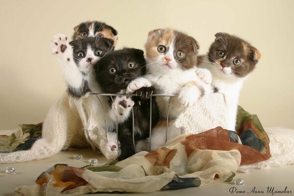 Colorful kittens in a basket with a handkerchief