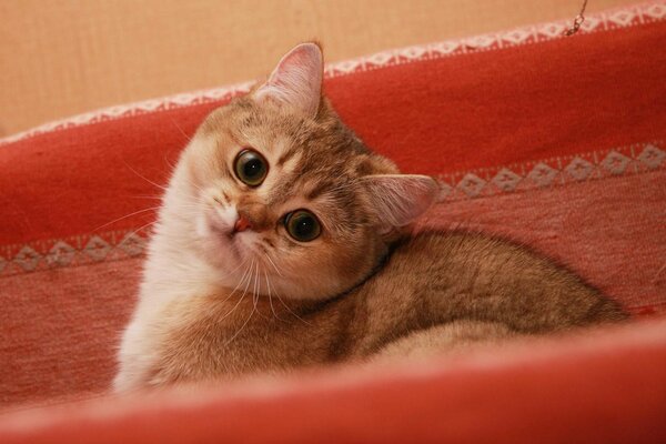 Beau Chat dans un lit rose