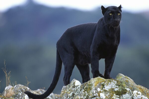 Panthère noire se dresse sur la montagne