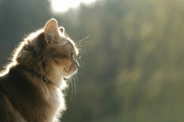 The look of a fluffy cat in profile