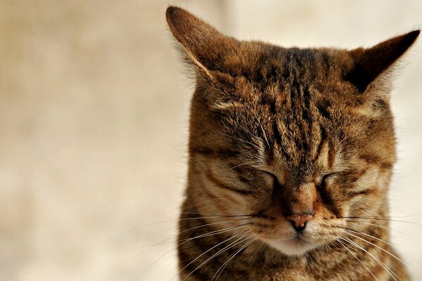 Filka quand je le gronde) j ai fermé les yeux et les oreilles a ramené un chaton roux rusé dans le Zen