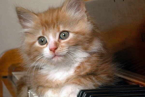 Mignon chat moelleux sur le piano