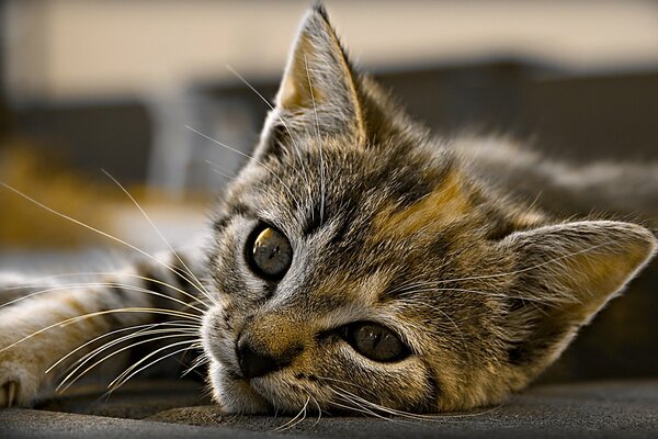 A resting kitten with a tired look