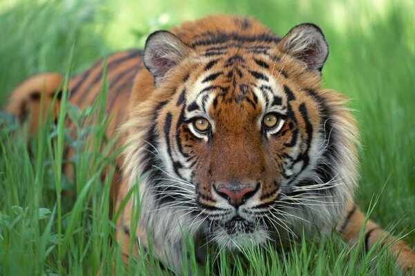 Vue d un tigre en embuscade dans l herbe