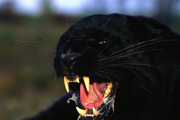 The panther growls baring its fangs