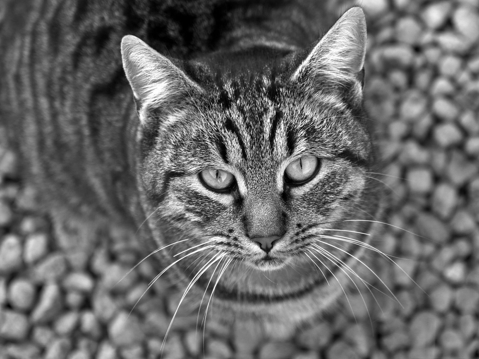 gato mirada blanco y negro