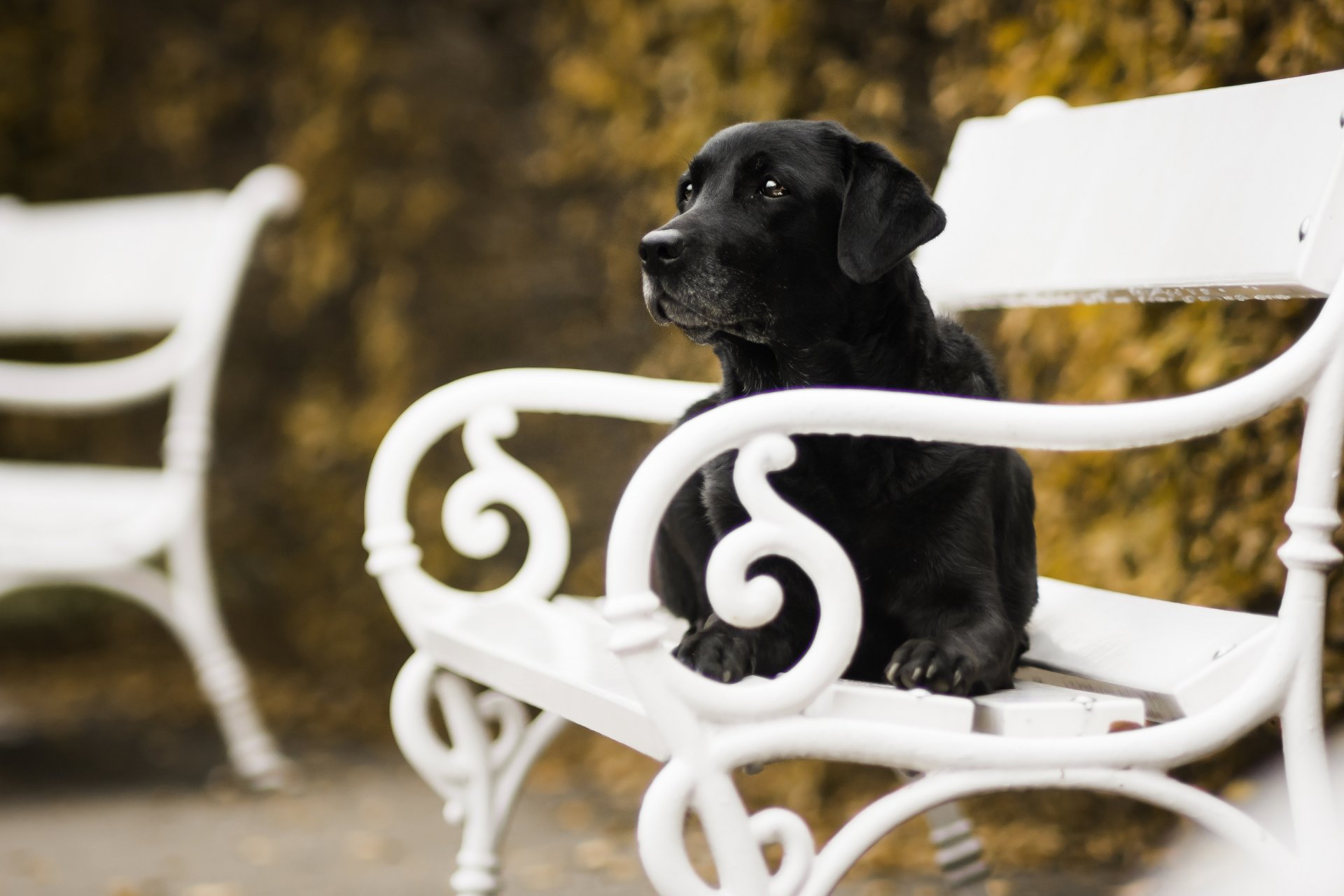 chien banc automne