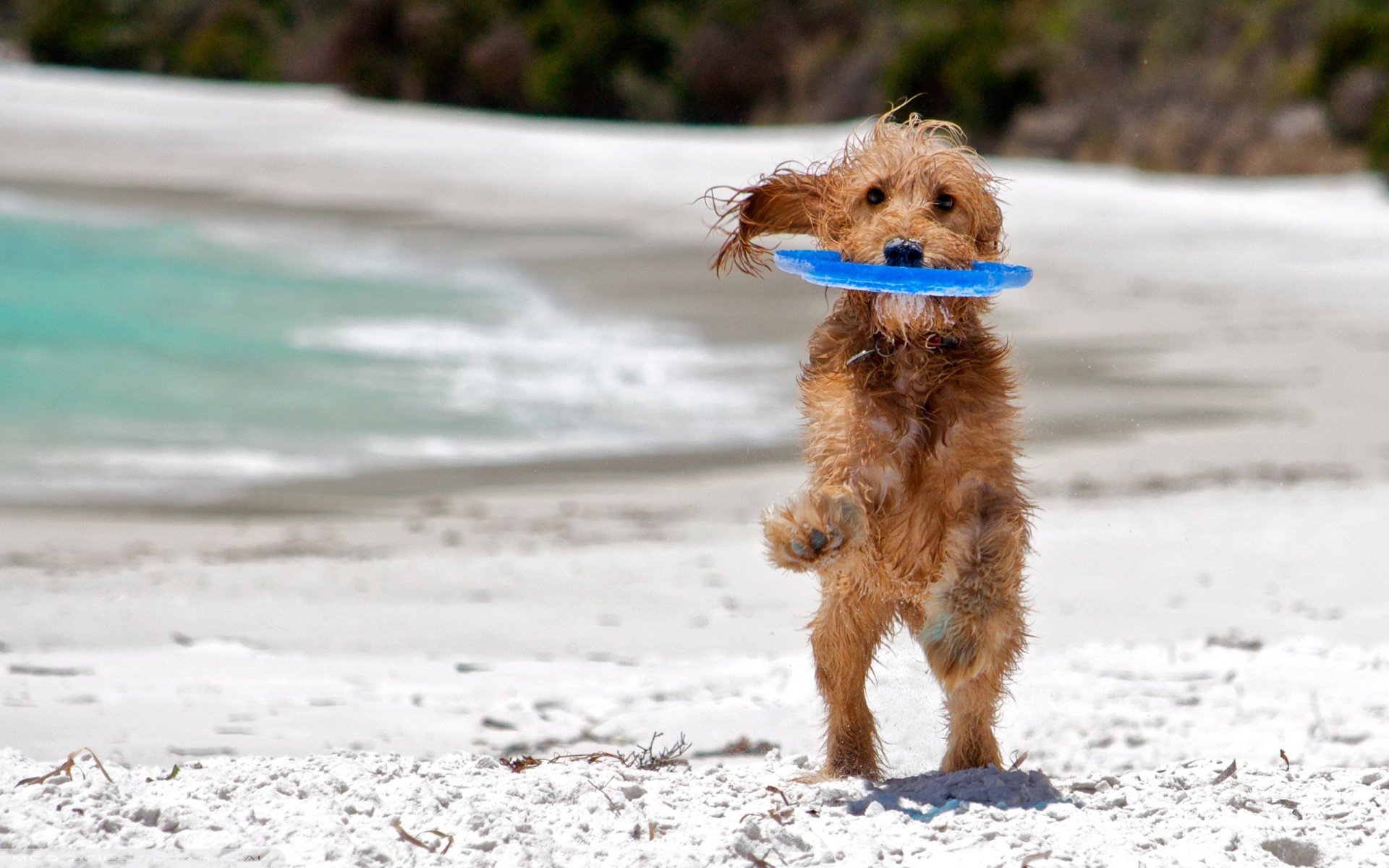 hund freund meer strand spiel nass hintergrund tapete widescreen vollbild widescreen widescreen spielen nass