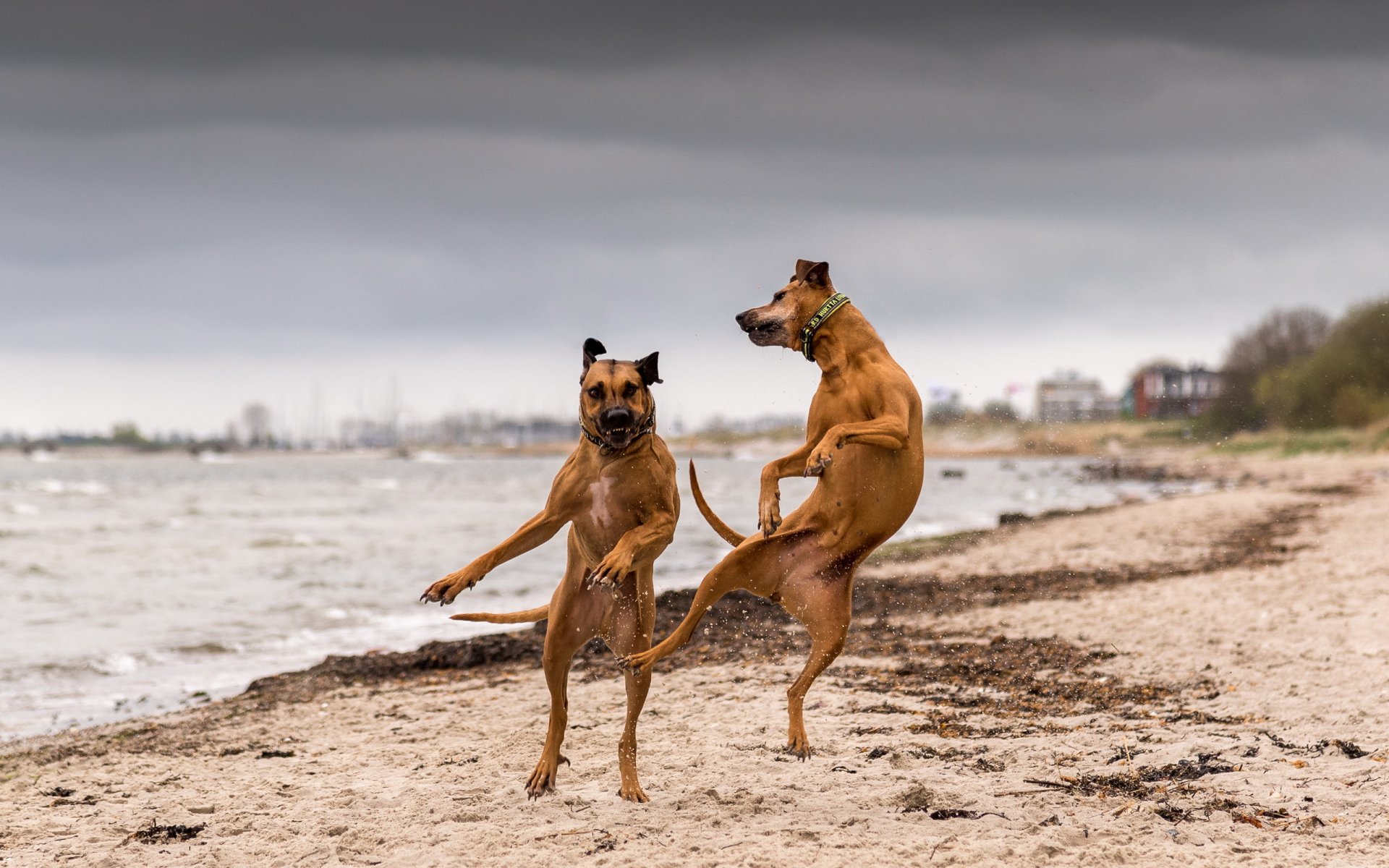 hunde fluss tanz