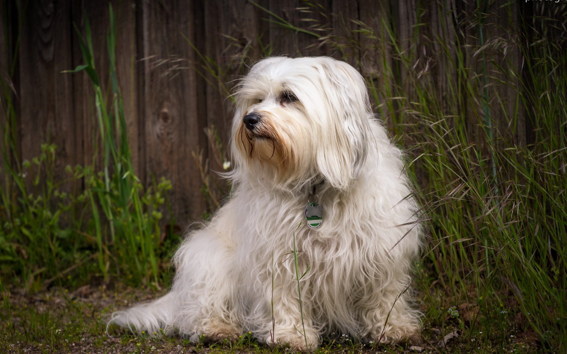 hund blick freund