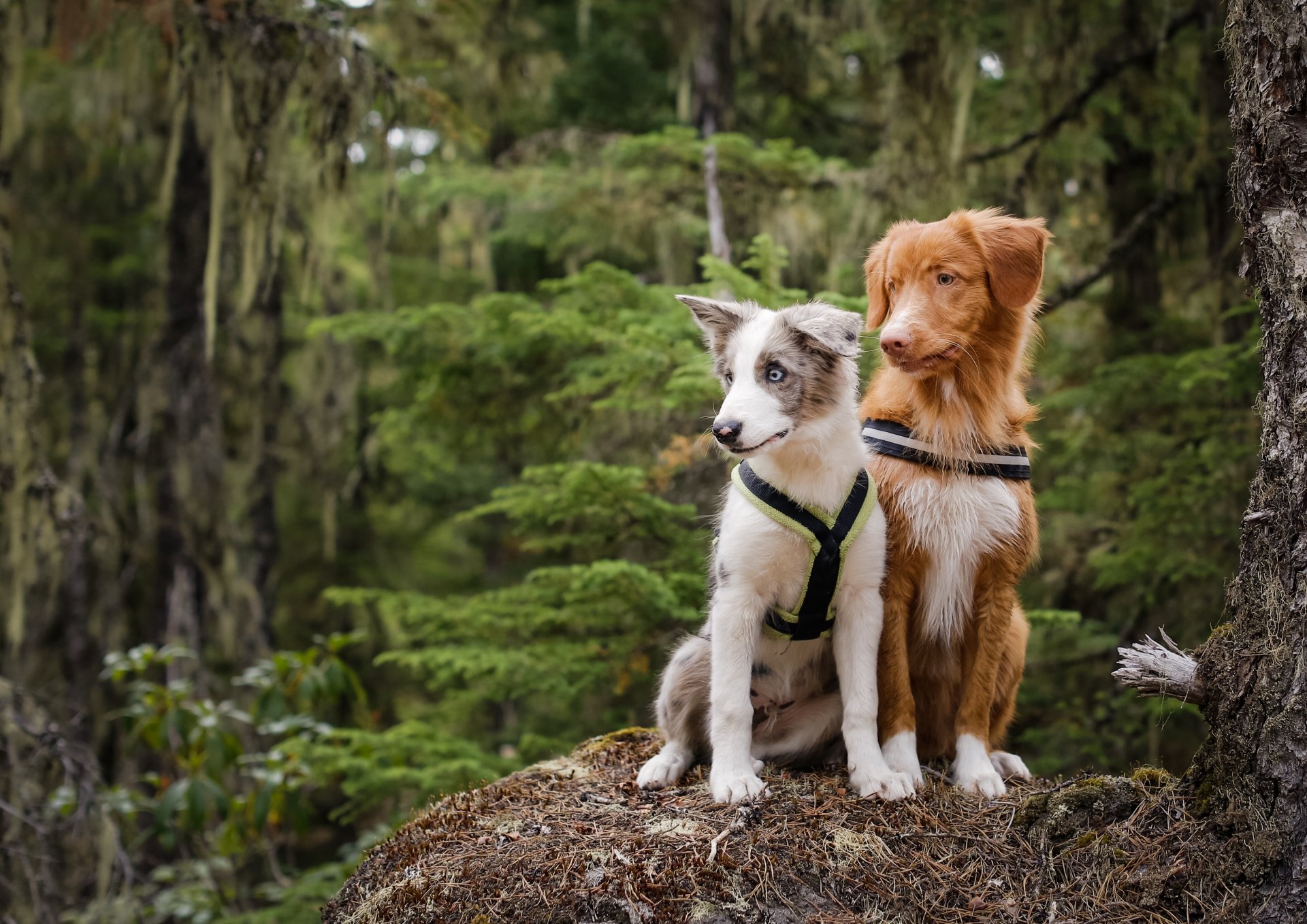 perros pareja bosque