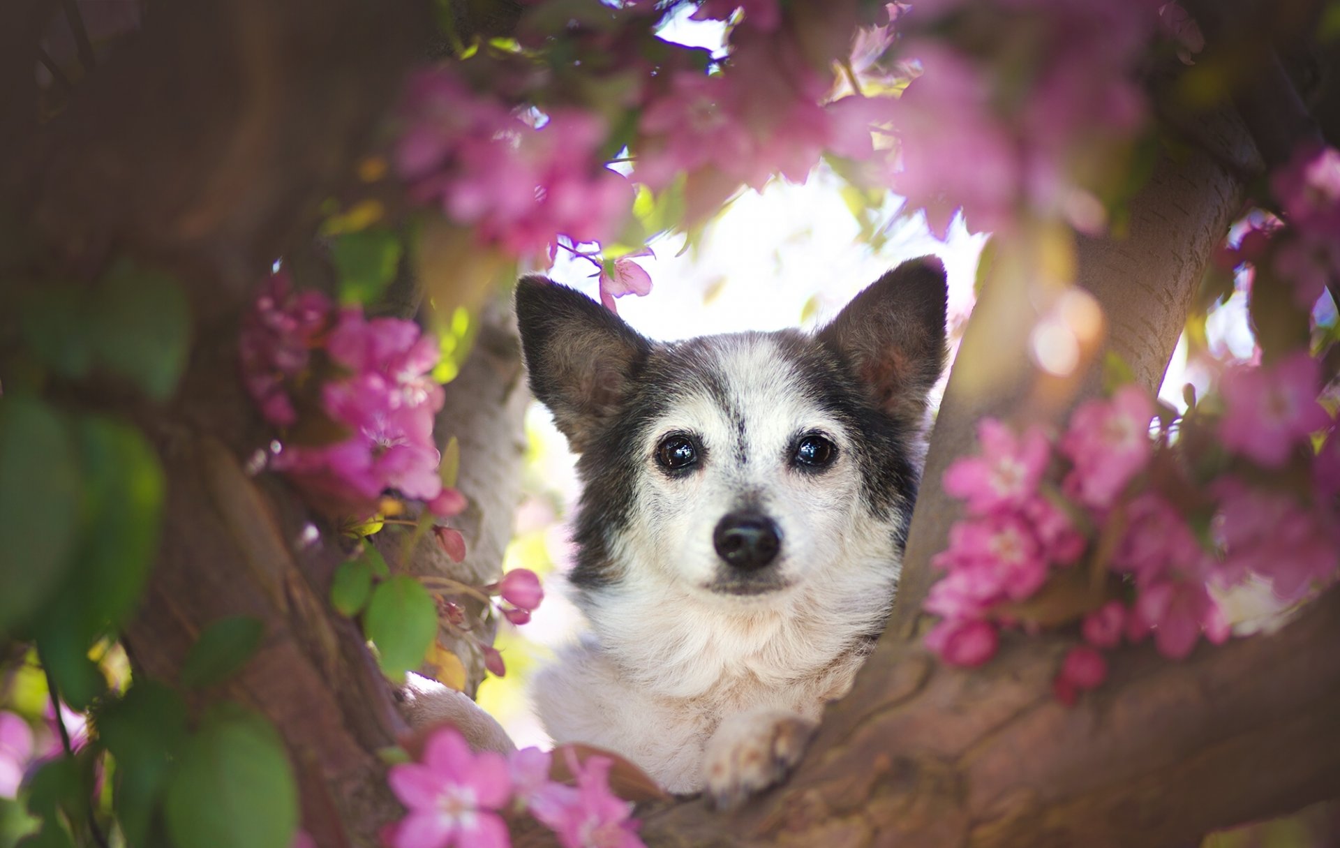 chien museau vue arbre fleurs