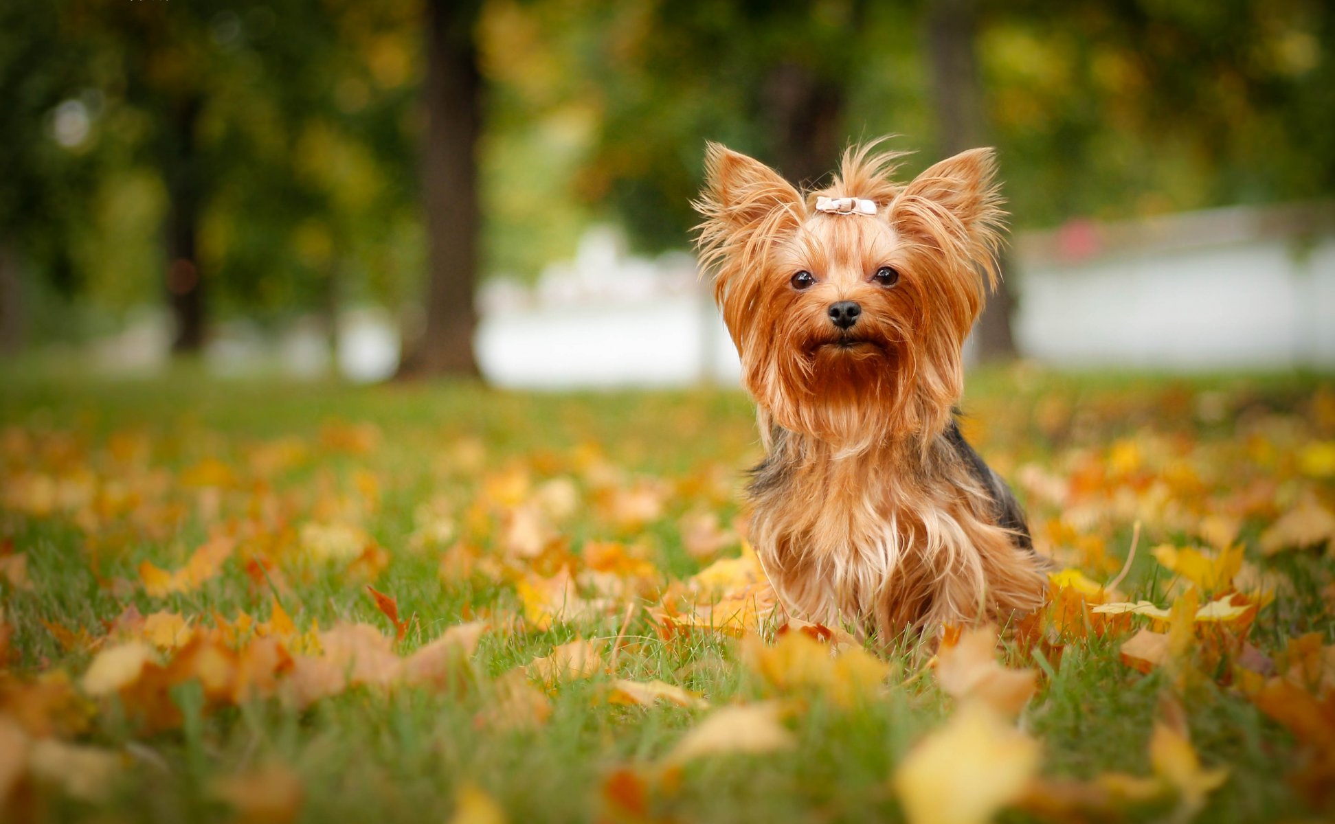 yorkshire terrier york perro hojas otoño