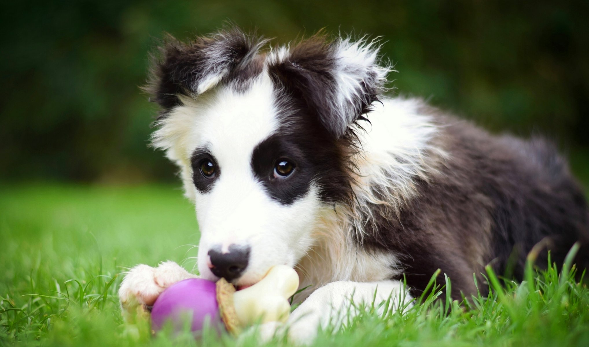 border collie chien chiot jouet