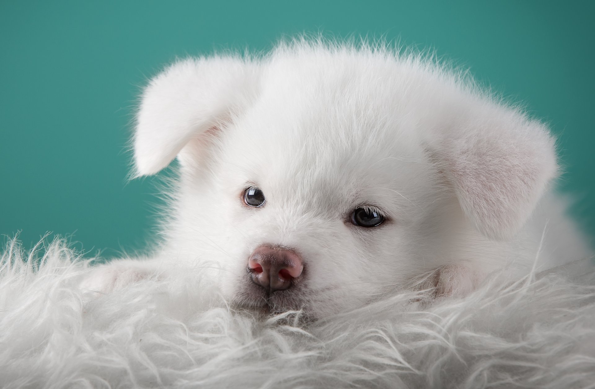 akita giapponese cucciolo bianco ritratto muso