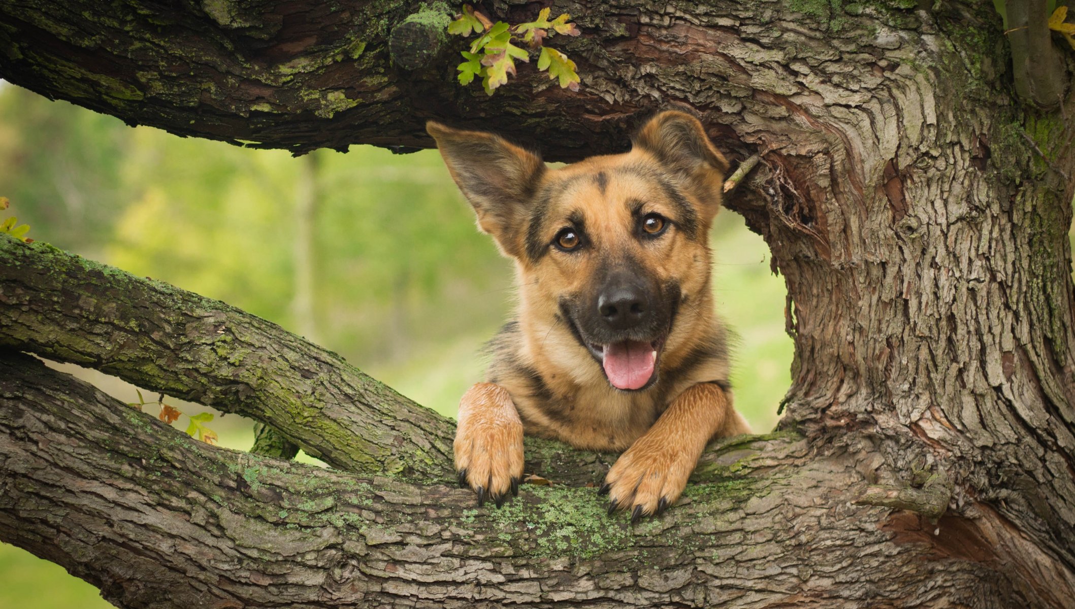 german shepherd shepherd dog face tree