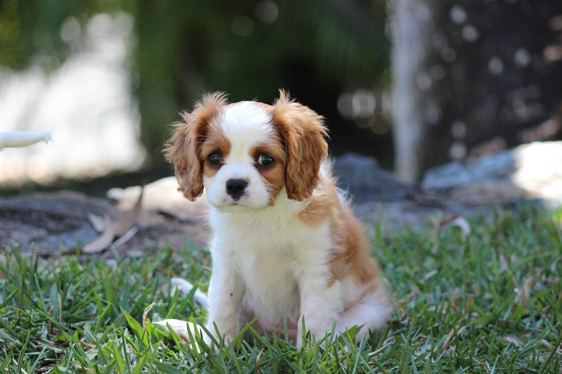 cane cucciolo erba