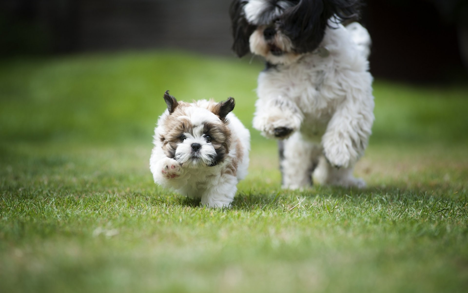 shih tzu perros cachorro ponerse al día