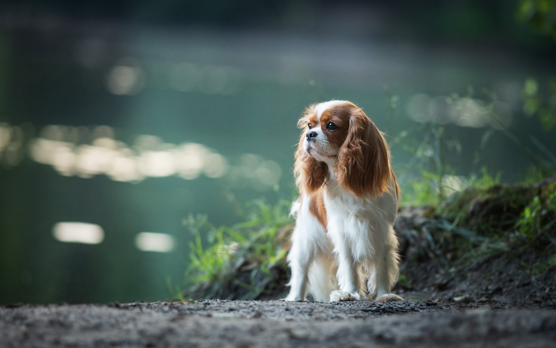 cavalier king charles spaniel spaniel dog