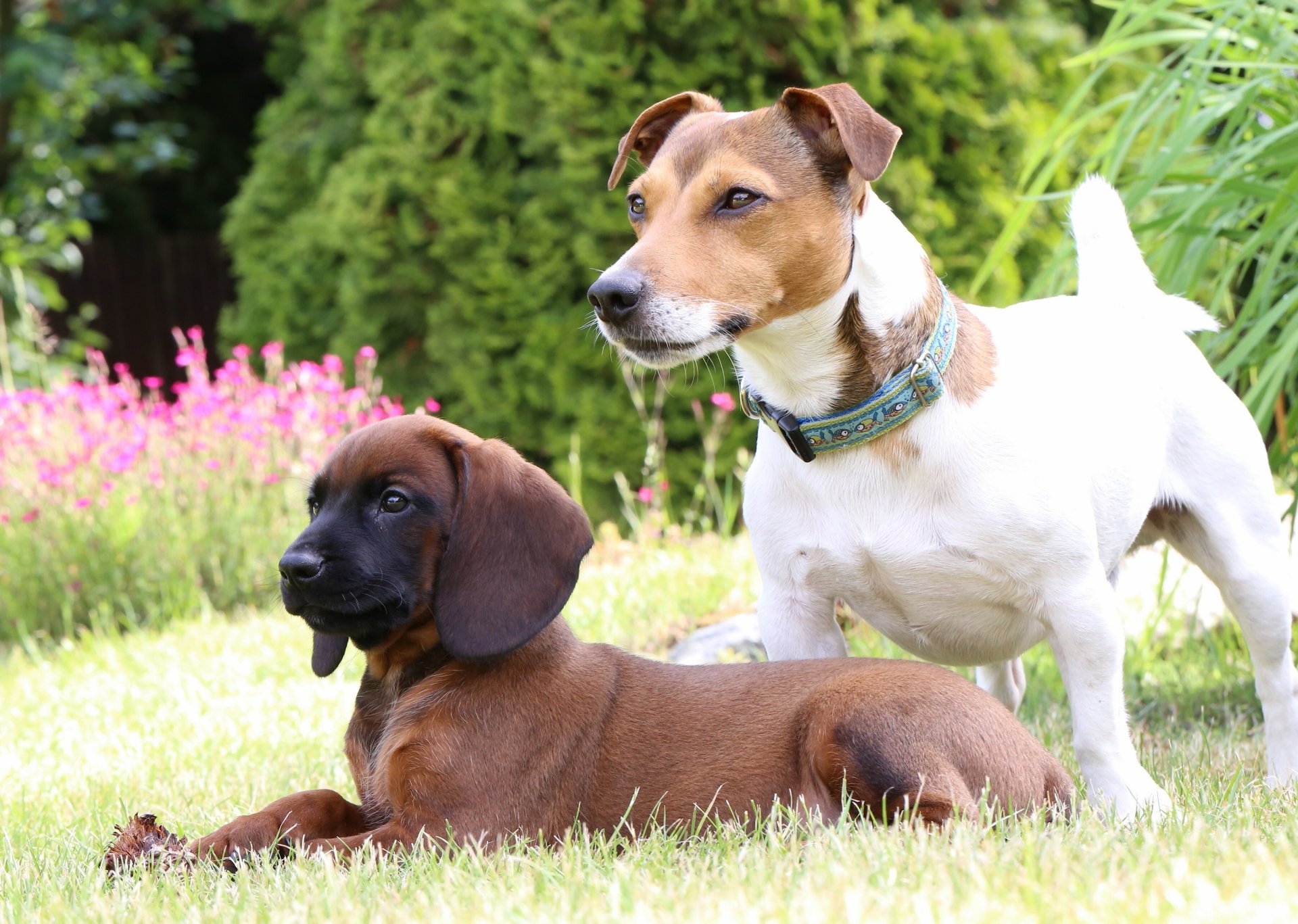 chien de montagne bavarois jack russell terrier chiens chiot pelouse