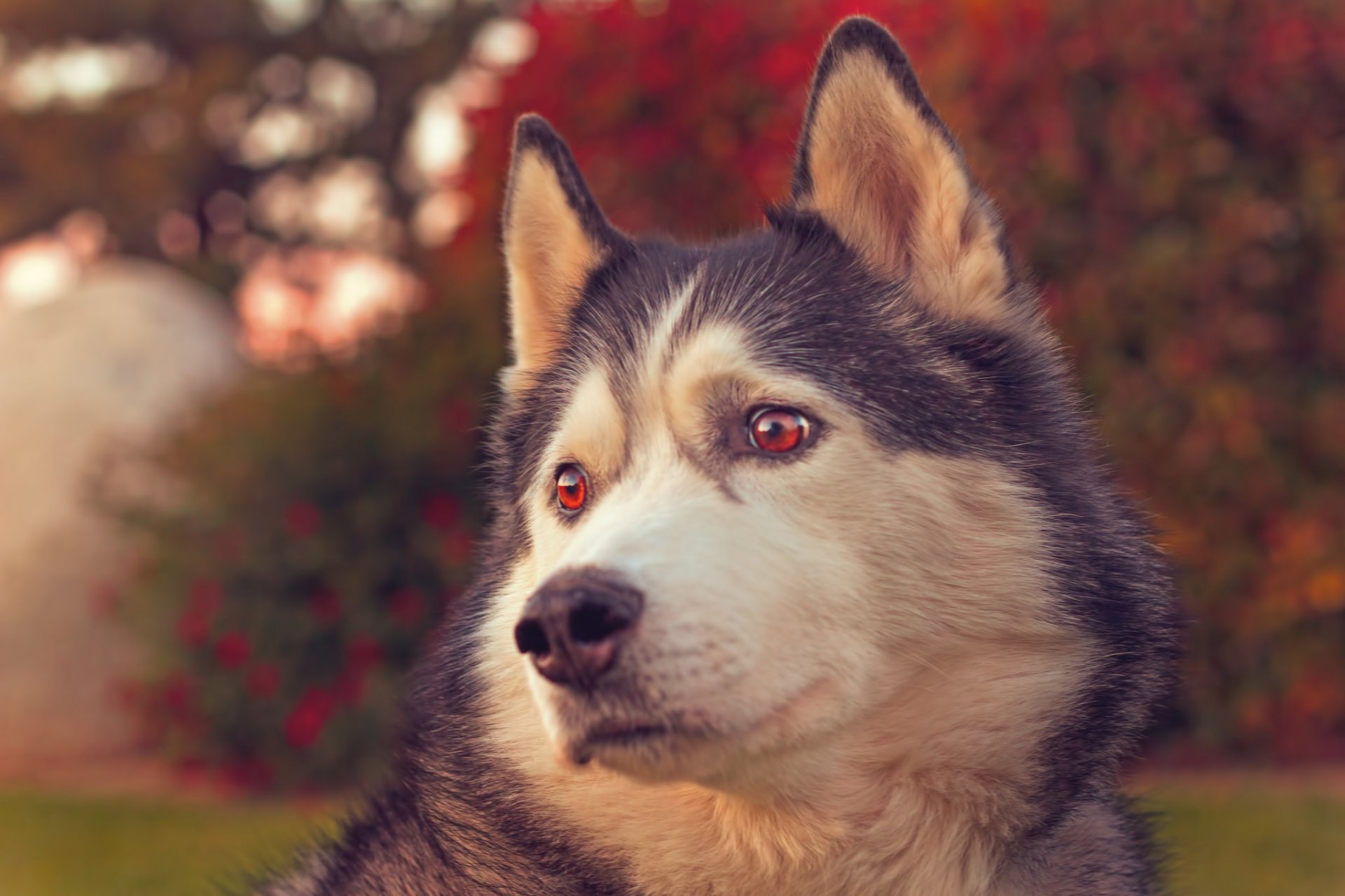 husky perro hocico retrato