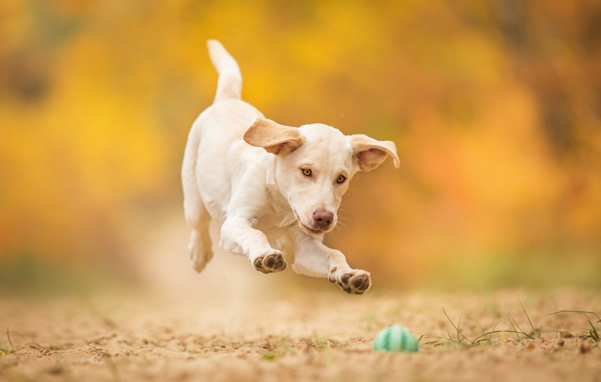 chien chiot balle jeu saut