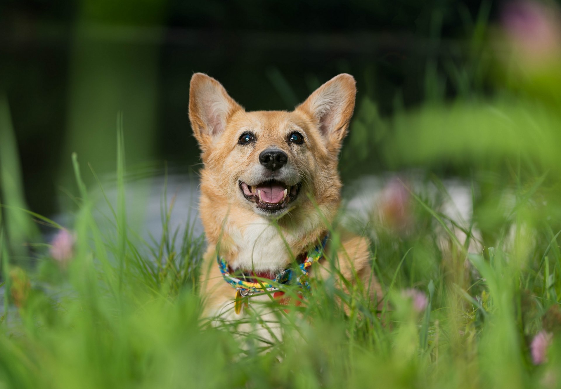 corgi galés perro hocico estado de ánimo hierba