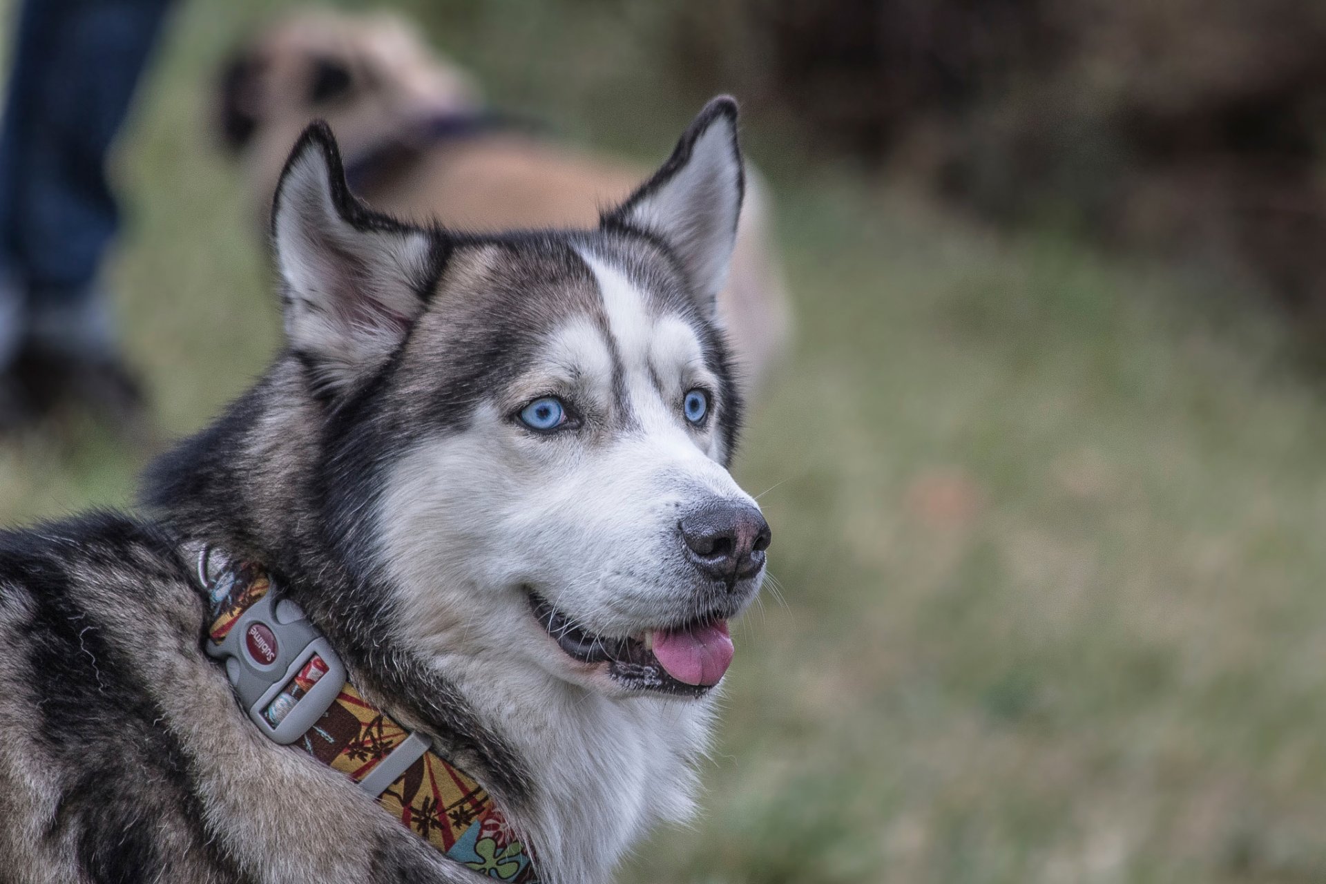 husky halsband blick