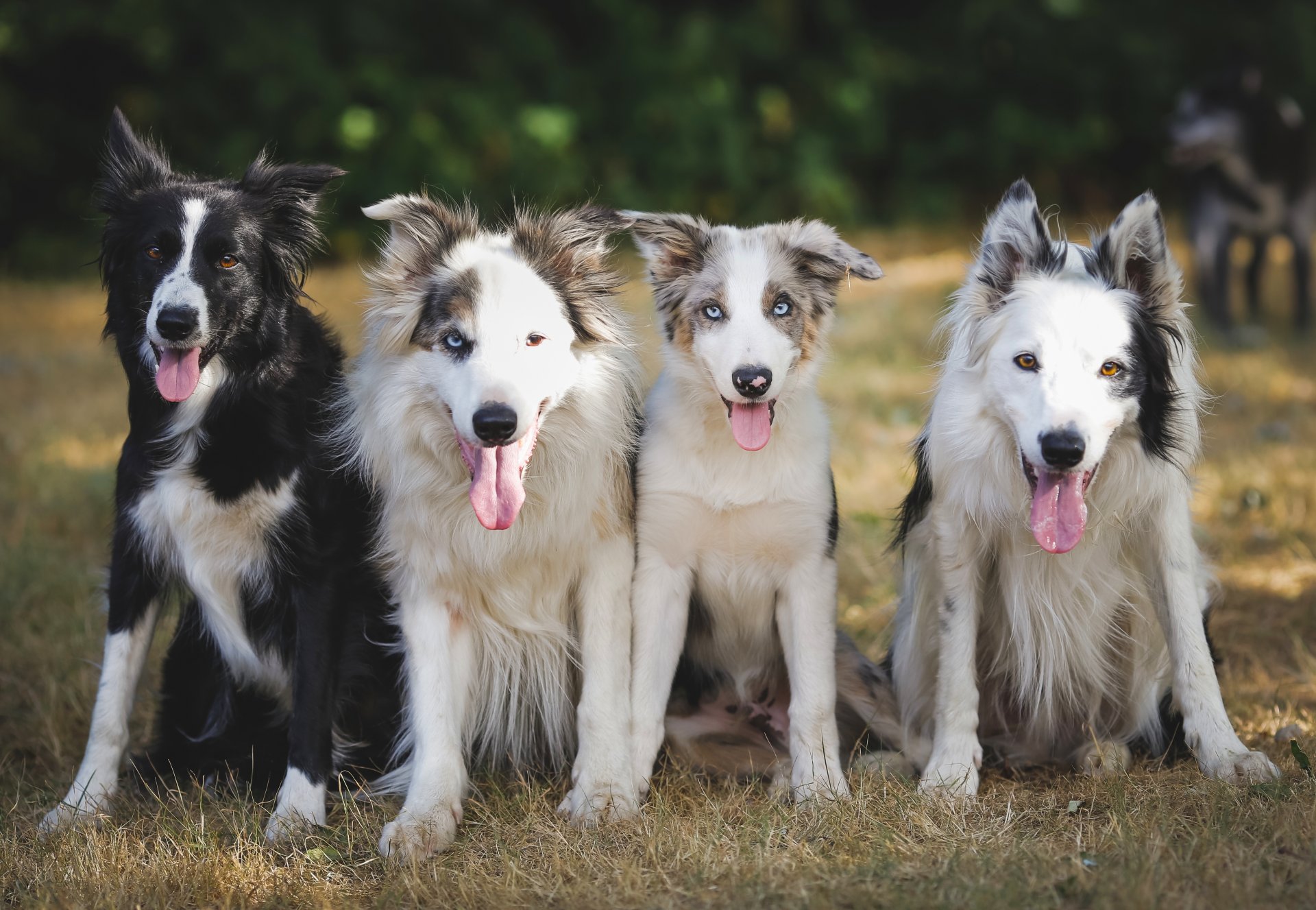 cani quartetto amici