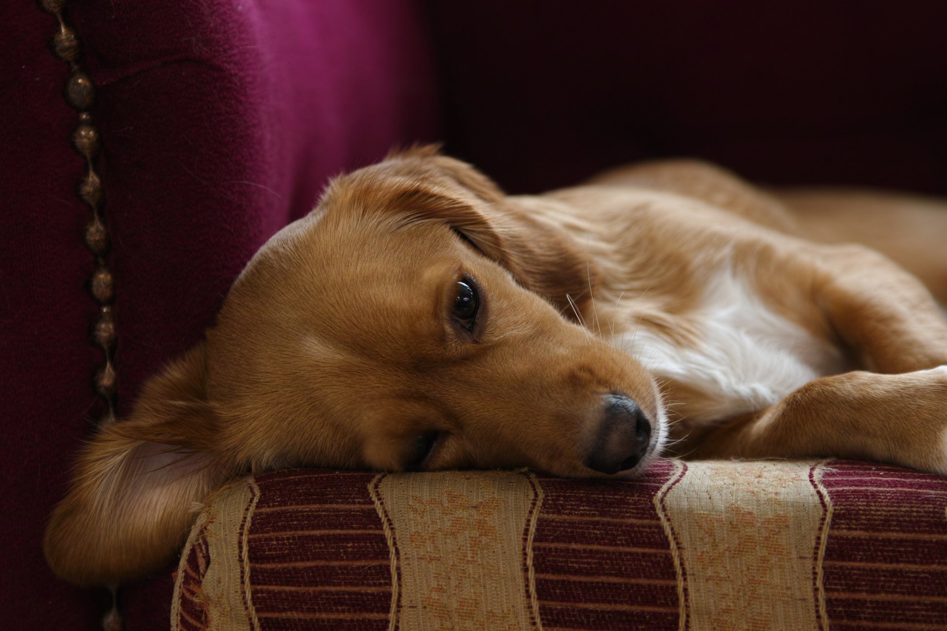 perro amigo hogar comodidad