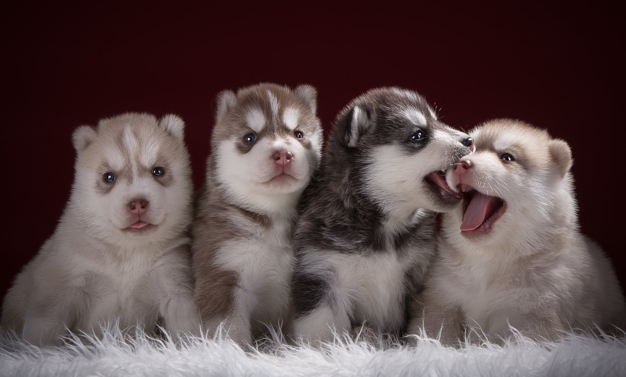 husky cuarteto cachorros lenguas divertido