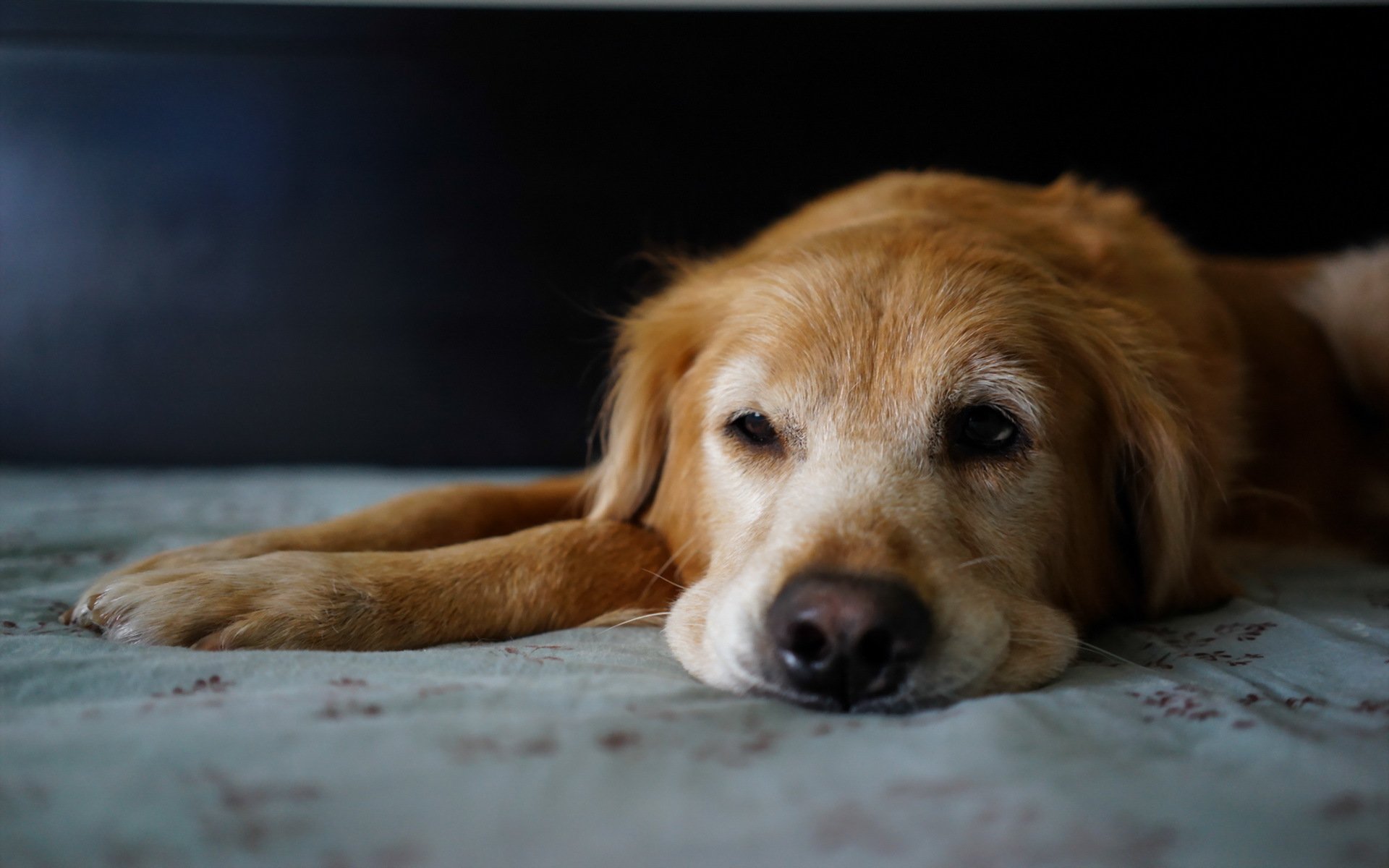 perro mirada amigo