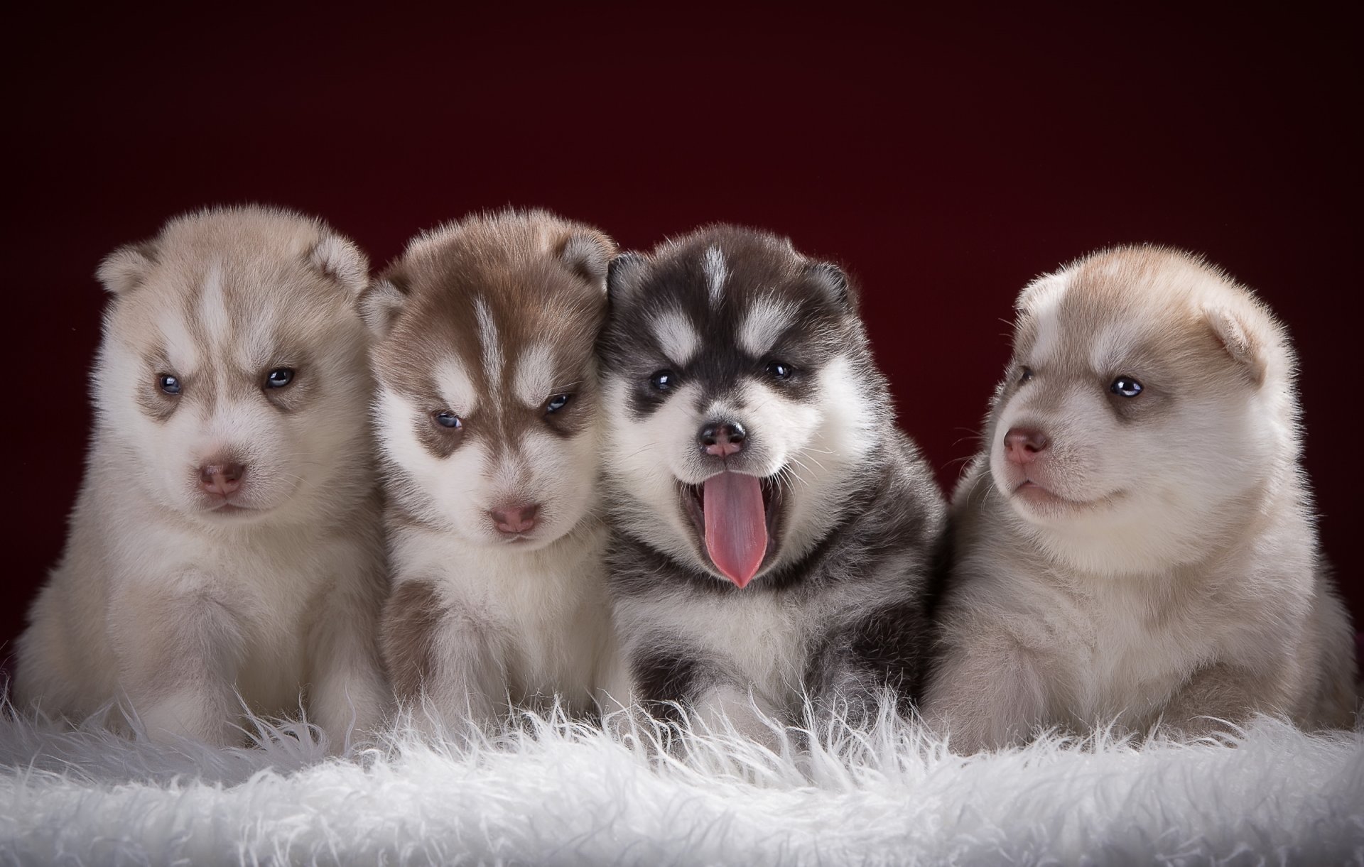 cachorros perros esquimales cuarteto niños pequeños