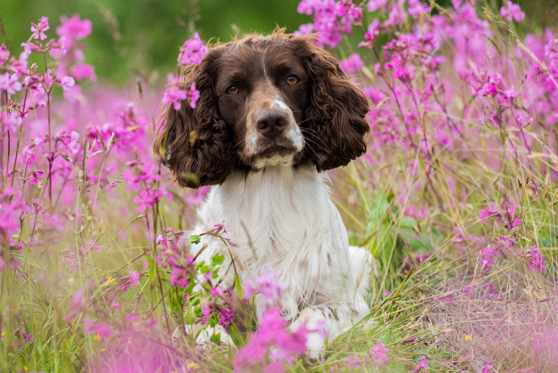 hund wiese blumen